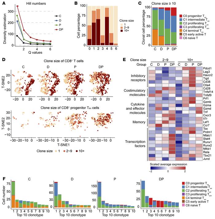 DP combination treatment augments clonal expansion of progenitor Tex.
(A...
