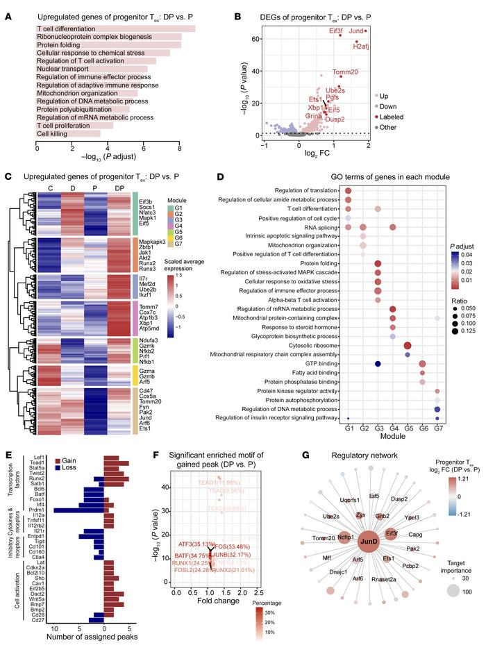 DP treatment reprograms transcriptional and epigenetic profile of CD8+ p...