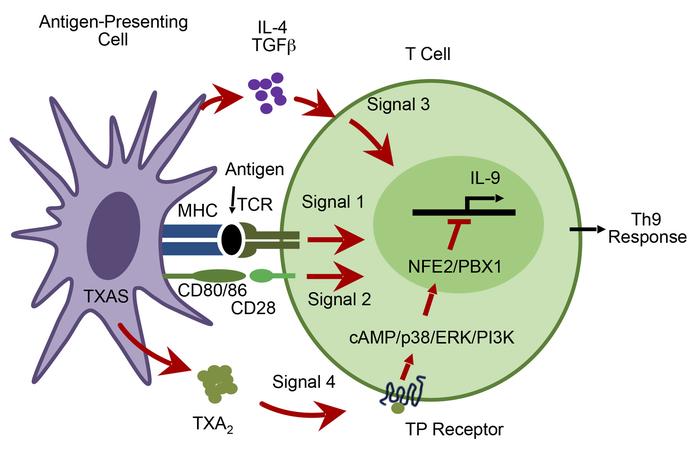 Model for TXA2 regulation of Th9 cell differentiation.
The interaction o...