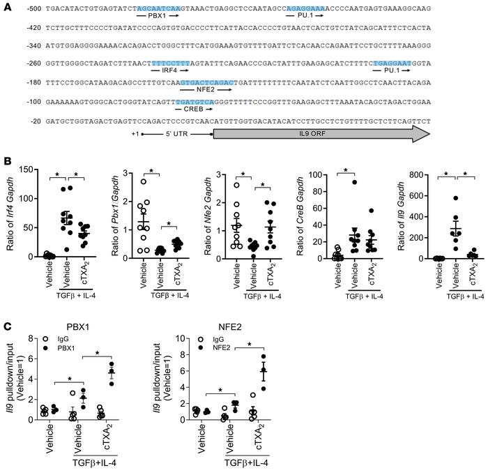 TXA2 alters expression/binding of PBX1 and NFE2 to the Il9 promoter.
(A)...