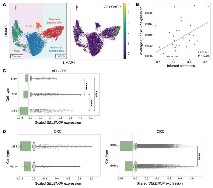 
SELENOP expression progressively increases throughout conventional colo...