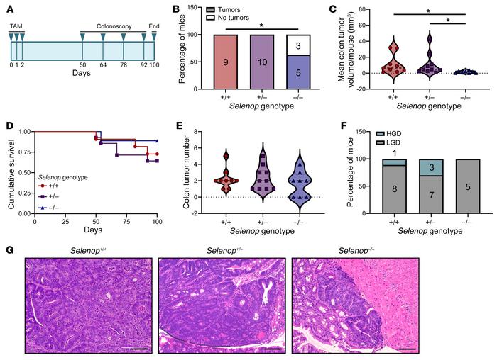 
Selenop KO decreases colon tumor incidence and size in Apc-dependent tu...