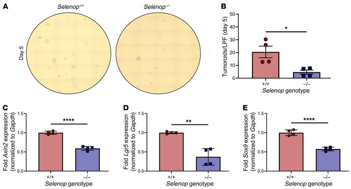 
Selenop KO decreases tumoroid-forming capacity and WNT target gene expr...