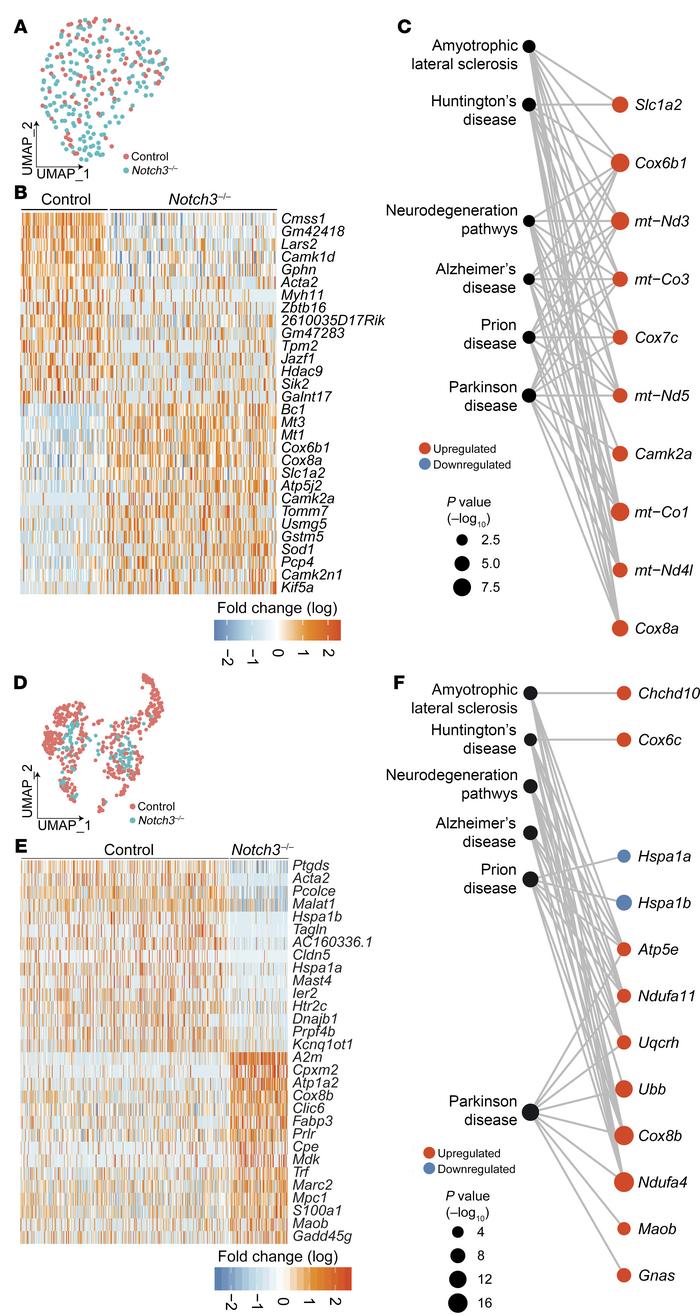 Deletion of Notch3 leads to progressive transcriptional alterations in t...