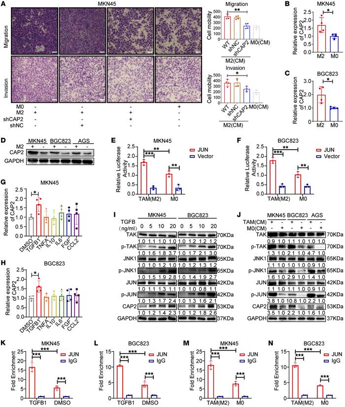 TAMs promote CAP2 expression through TGFB1-mediated activation of JUN.
(...