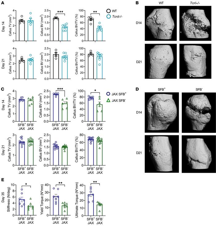 γδ T cells and Th17 cells accelerate fracture healing.
Femoral fractures...