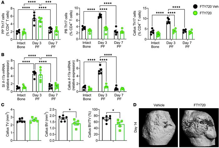 Blockade of Th17 cell egress from the intestine prevents the fracture-in...