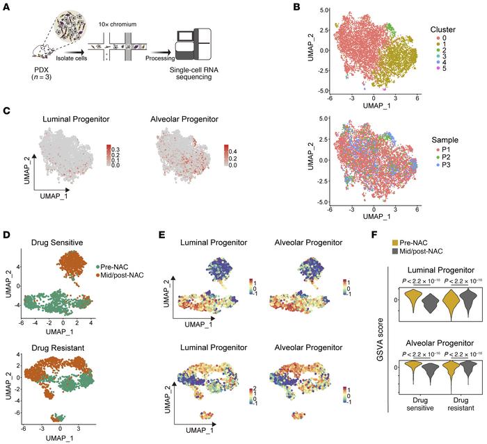 Tumor cells with mammary immature traits correlate with drug resistance....