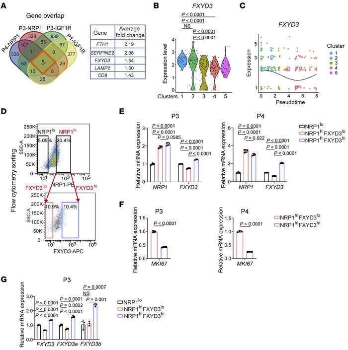 Plasma membrane FXYD3 demarcates ancestor-like CSCs.
(A) Venn diagram of...