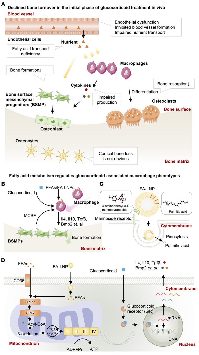 Schematic overview of the main findings.
(A) Excess GC levels cause rapi...