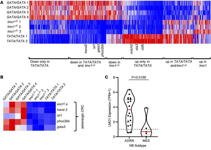 
Lmo1 coregulates transcription factors that comprise the adrenergic neu...