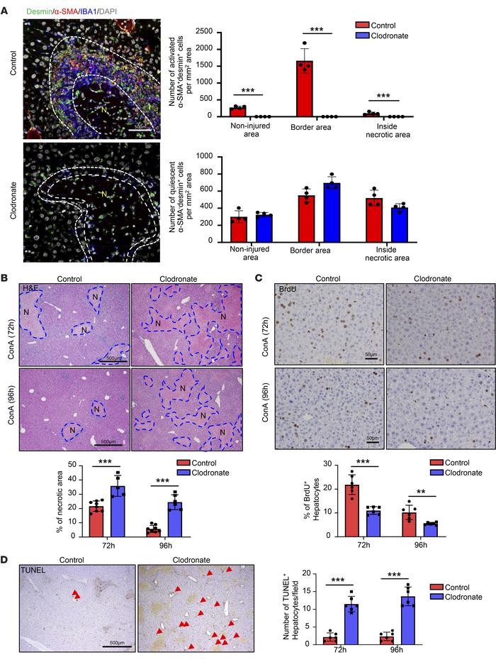 Depletion of MoMFs after injury abolishes HSC aggregation and exacerbate...