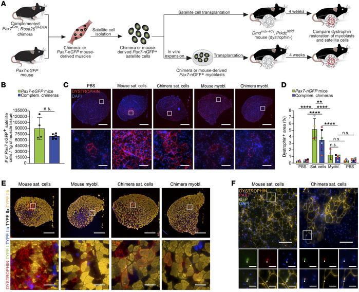 Chimera-derived muscle stem cells restore dystrophin expression in DMD m...
