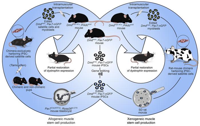 A schematic summarizing the key findings of the study.