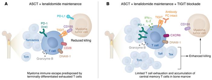 TIGIT blockade synergizes with LEN maintenance to reduce immune escape i...