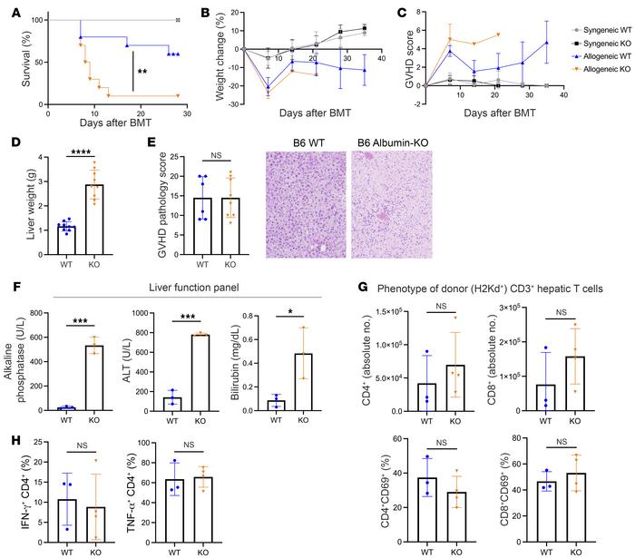 Albumin-Cre+ Atg5–/– mice display greater mortality after allo-BMT in th...