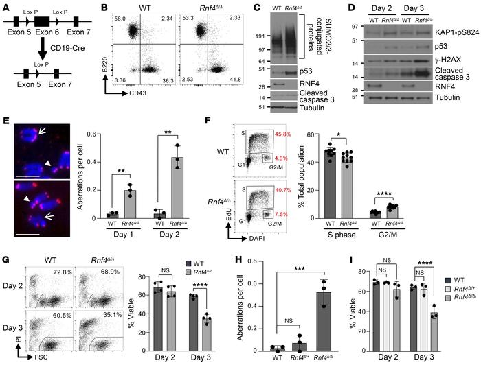 Genomic instability and apoptosis in RNF4-conditional-knockout B cells.
...