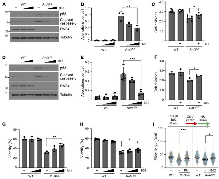Genomic instability and cell death in RNF4-deficient cells are dependent...