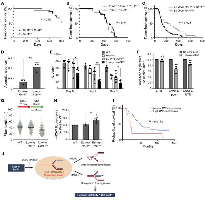 RNF4 deficiency extends tumor-free lifespan of Eμ-myc–transgenic mice.
(...