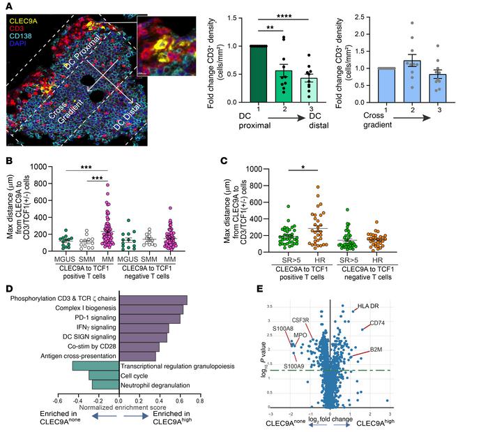 Spatial relationships between CLEC9A DCs and T cells.
(A) CLEC9A+ DCs an...