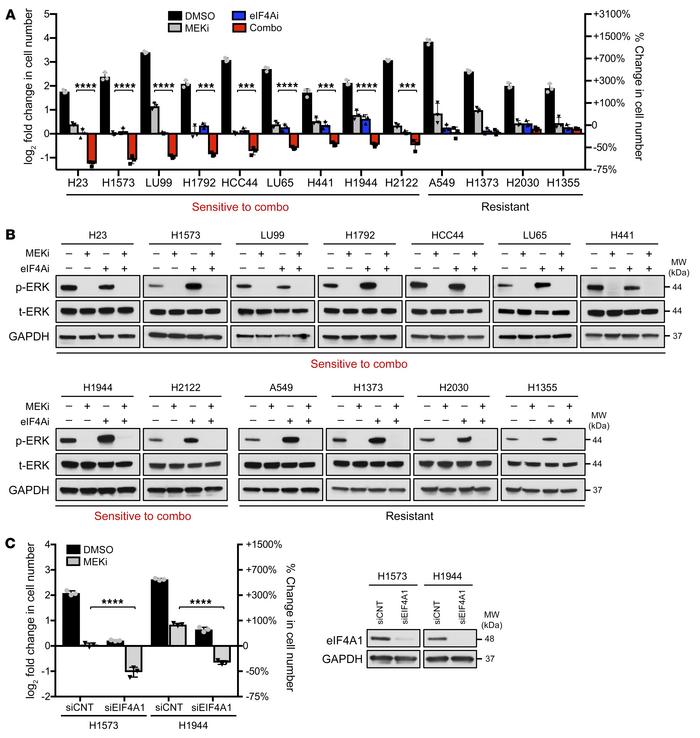 eIF4A inhibitors similarly enhance the effects of MEK inhibitors.
(A) Ba...