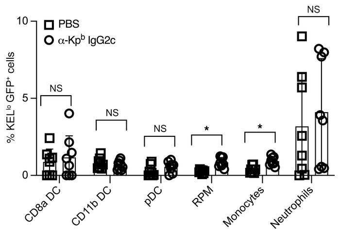 Consumption of KEL-K2lo RBCs by phagocytes during IgG2c-induced AMIE.
KE...