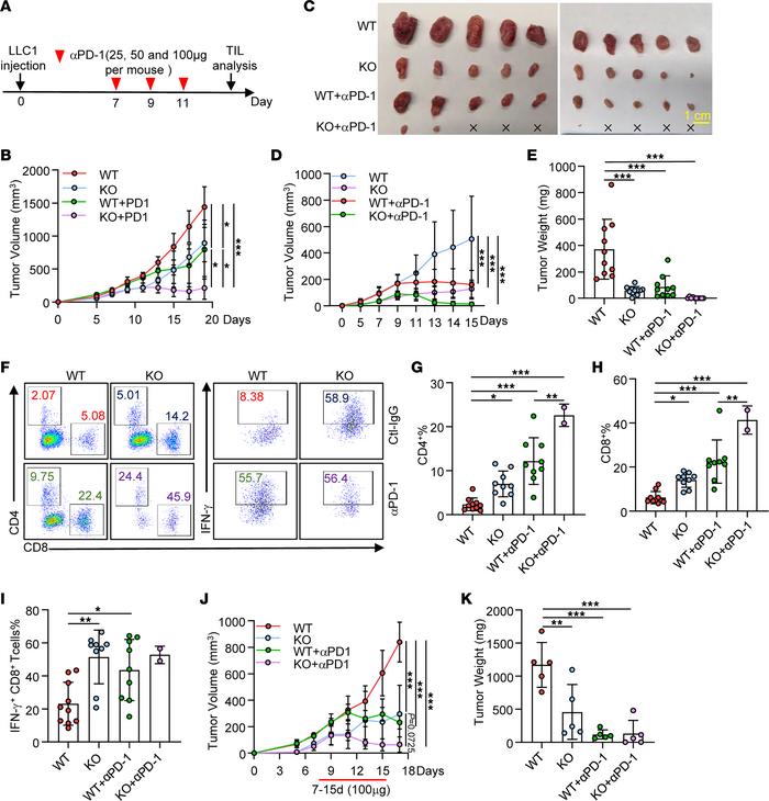 ATXN3 inhibition improves the preclinical efficacy of anti–PD-1 therapy....