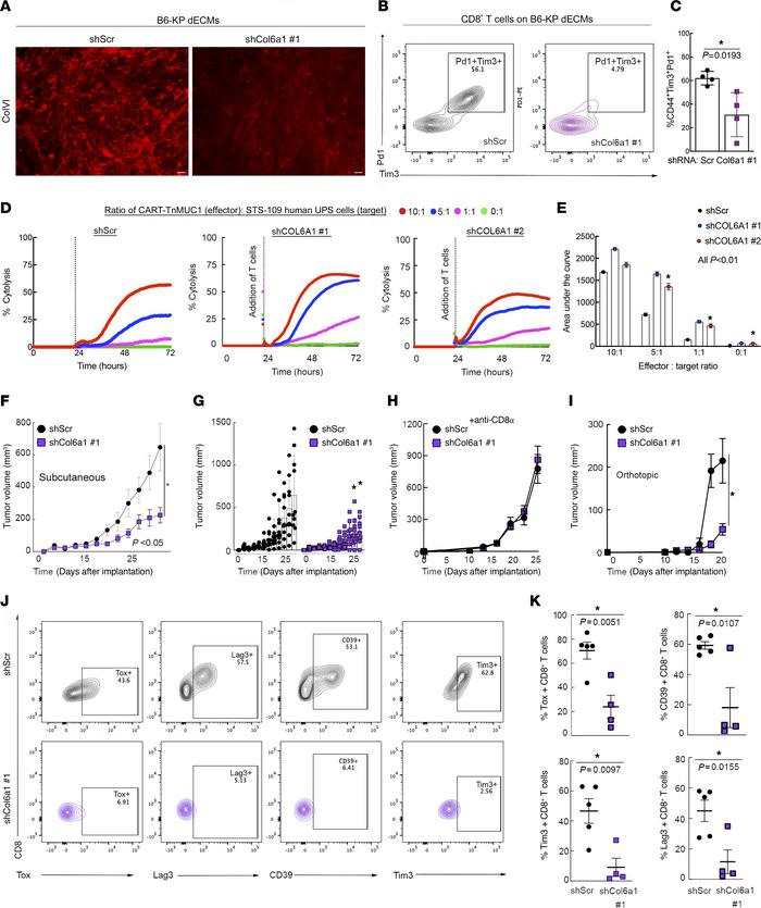 ColVI in the UPS TME promotes CD8+ T cell dysfunction.
(A) Representativ...
