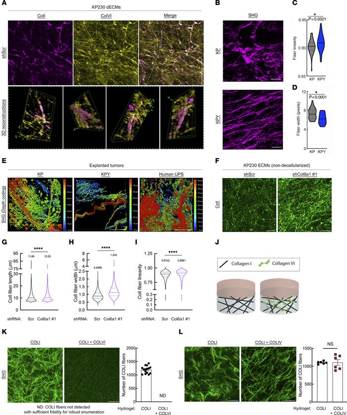 ColVI interacts with and remodels ColI in the UPS TME.
(A) Representativ...