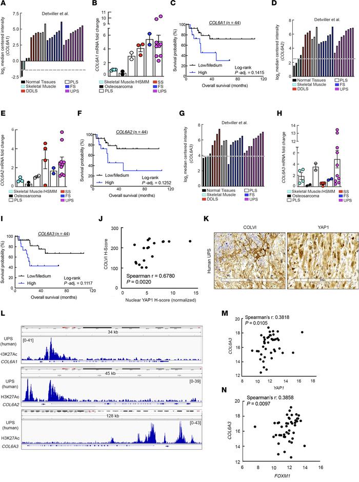 YAP1 and COLVI expression/activity are correlated in human UPS tumors.
(...