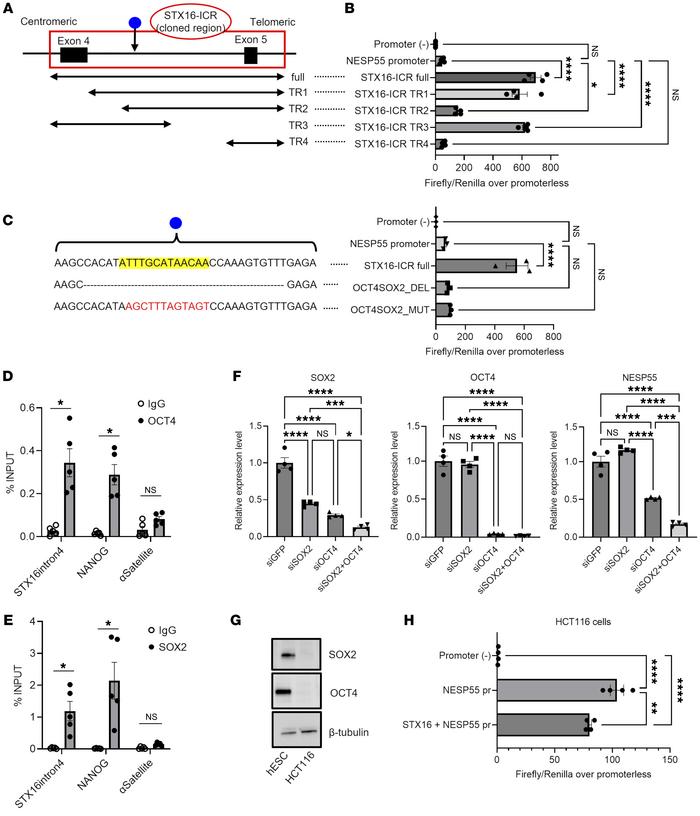 Pluripotency factors enable the STX16-ICR enhancer.
(A–C) NESP55 promote...