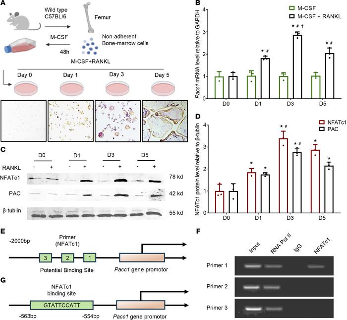 PAC expression is induced during osteoclast differentiation.
(A) Schemat...