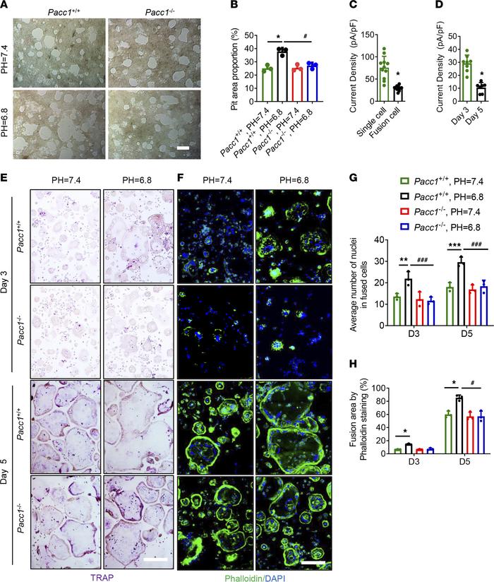 PAC-mediated ICl, H current activity in response to extracellular acidos...