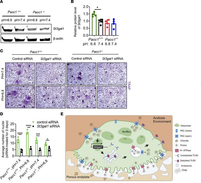 PAC mediates osteoclast fusion through sialyltransferase St3gal1-induced...