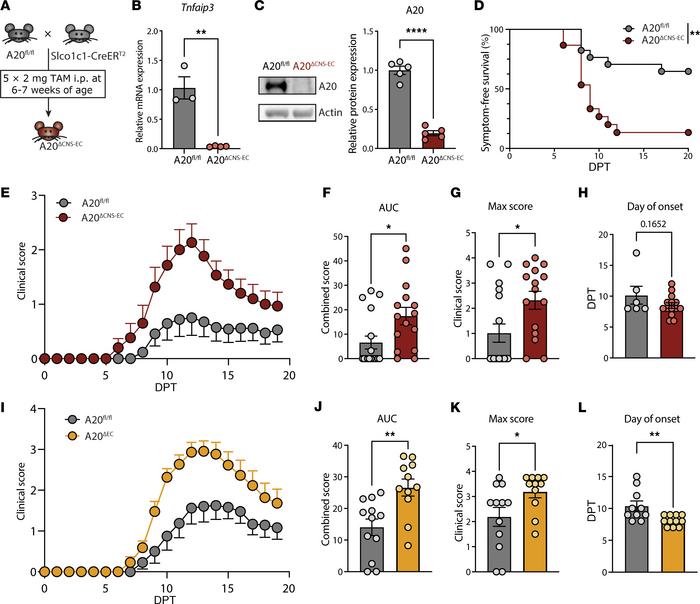 CNS EC-A20 plays a protective role in CNS autoimmunity.
(A) Breeding str...
