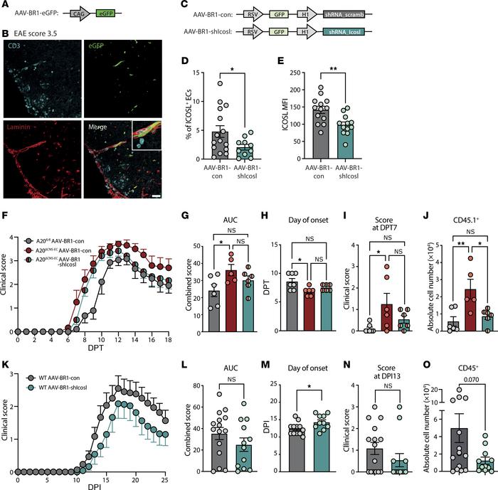 Knockdown of ICOSL on CNS microvascular ECs mildly ameliorates EAE sever...