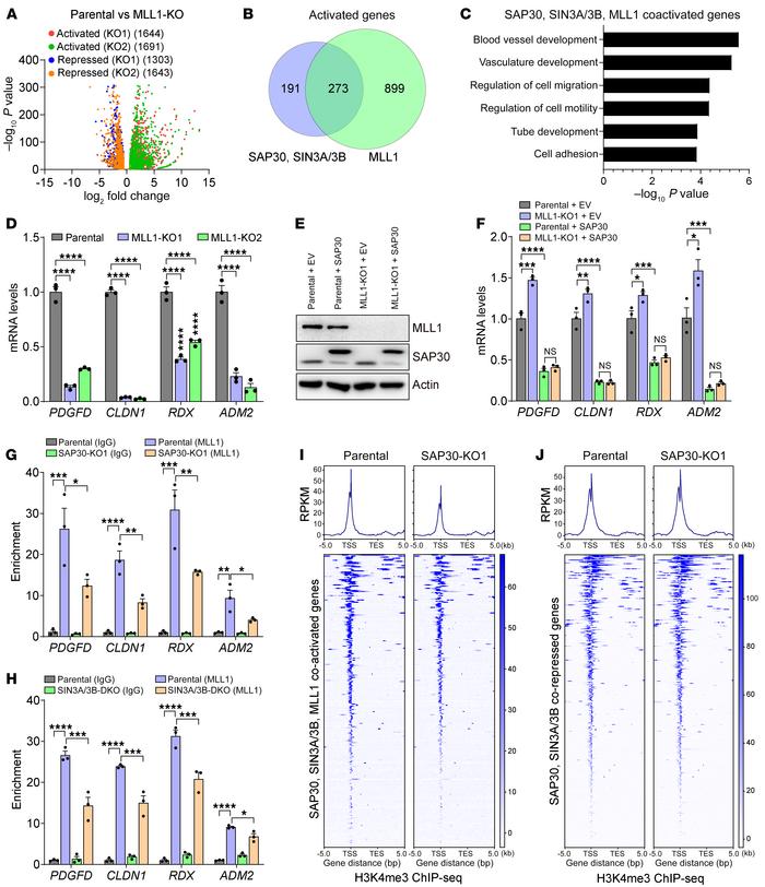 MLL1 is required for SAP30 coactivator function in breast cancer cells.
...