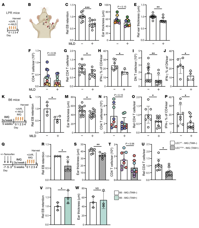 Improving lymphatic flow reduces cutaneous photosensitive responses in S...