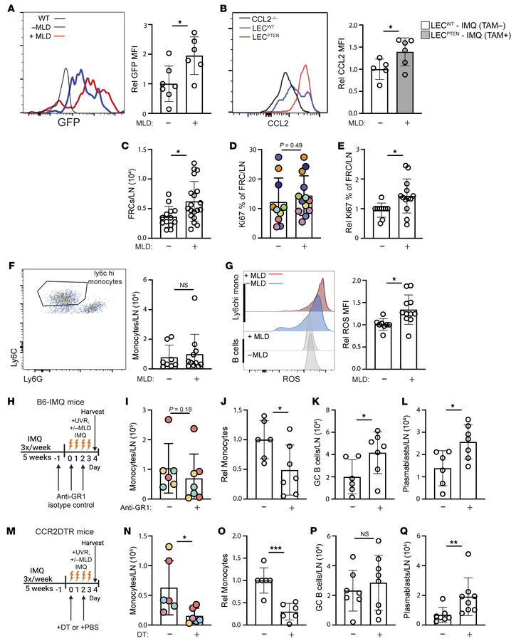 Improving lymphatic flow increases lymph node FRC proliferation, FRC CCL...