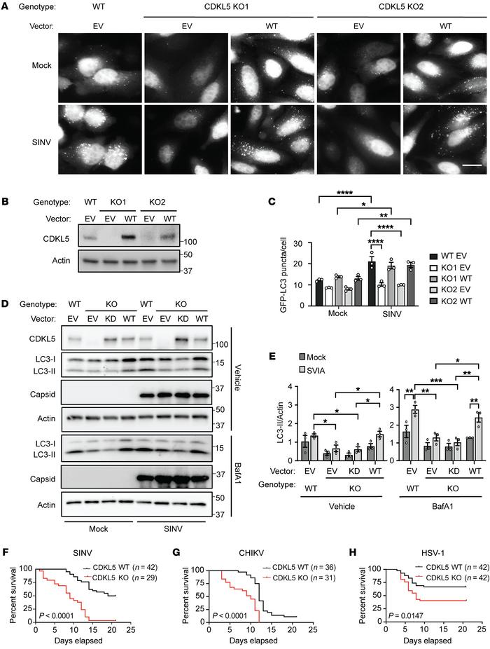 CDKL5 is necessary for SINV–induced autophagy and host antiviral respons...