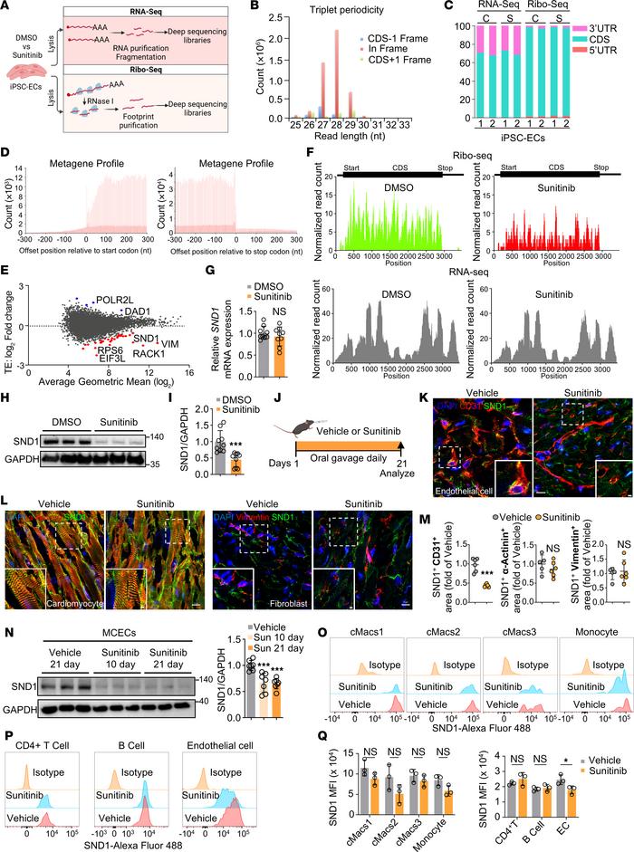 Ribo-Seq of hiPSC-ECs identified that sunitinib inhibits SND1 translatio...