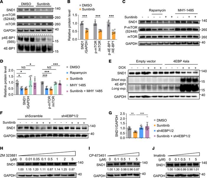 Inhibition of mTOR by sunitinib represses SND1 translation via 4E-BP1.
(...