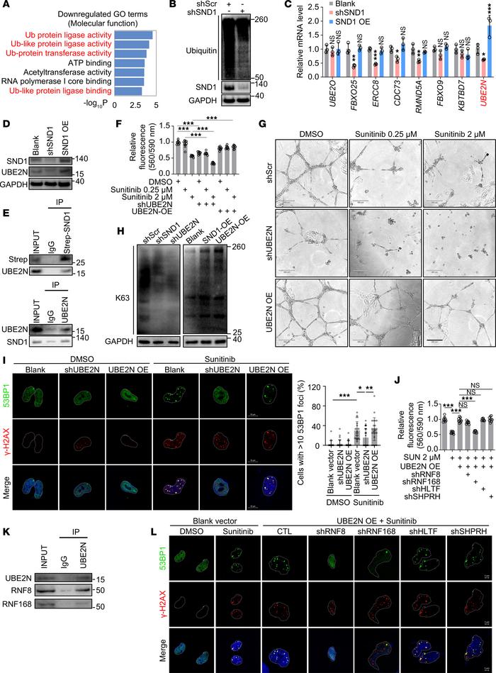 SND1 regulates endothelial homeostasis via UBE2N.
(A) Gene ontology (GO)...