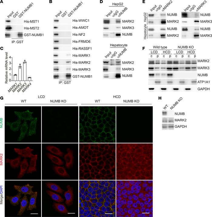 NUMB1/2 sequester MARK on the plasma membrane.
(A and B) Immunoblot anal...