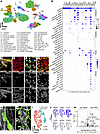 Profiling kidney lymphatics and their molecular signature through scRNA-Seq