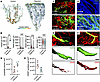 Structural remodeling of lymphatics in chronic transplant rejection.