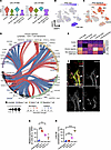 Interrogating kidney lymphatic–T cell crosstalk reveals a type 2 IFN-driven
