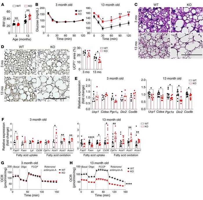 Phenotypes of GPR84-KO mice in young versus old mice.
(A) Body weights (...