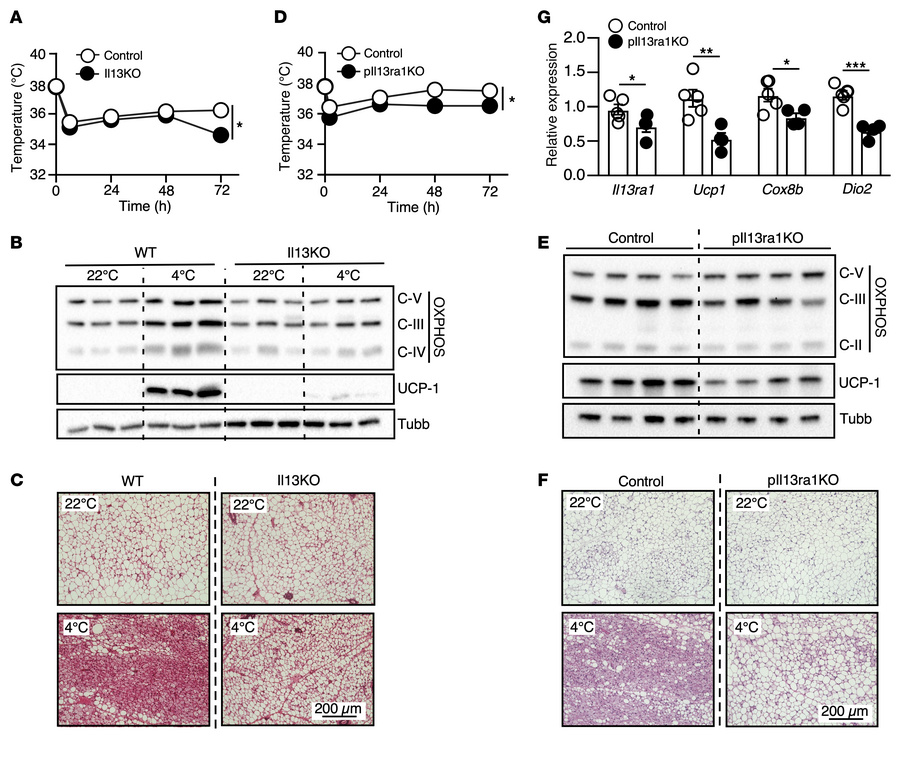 IL-13/IL-13R1 regulates beige adipocyte recruitment.
(A) Core body tempe...