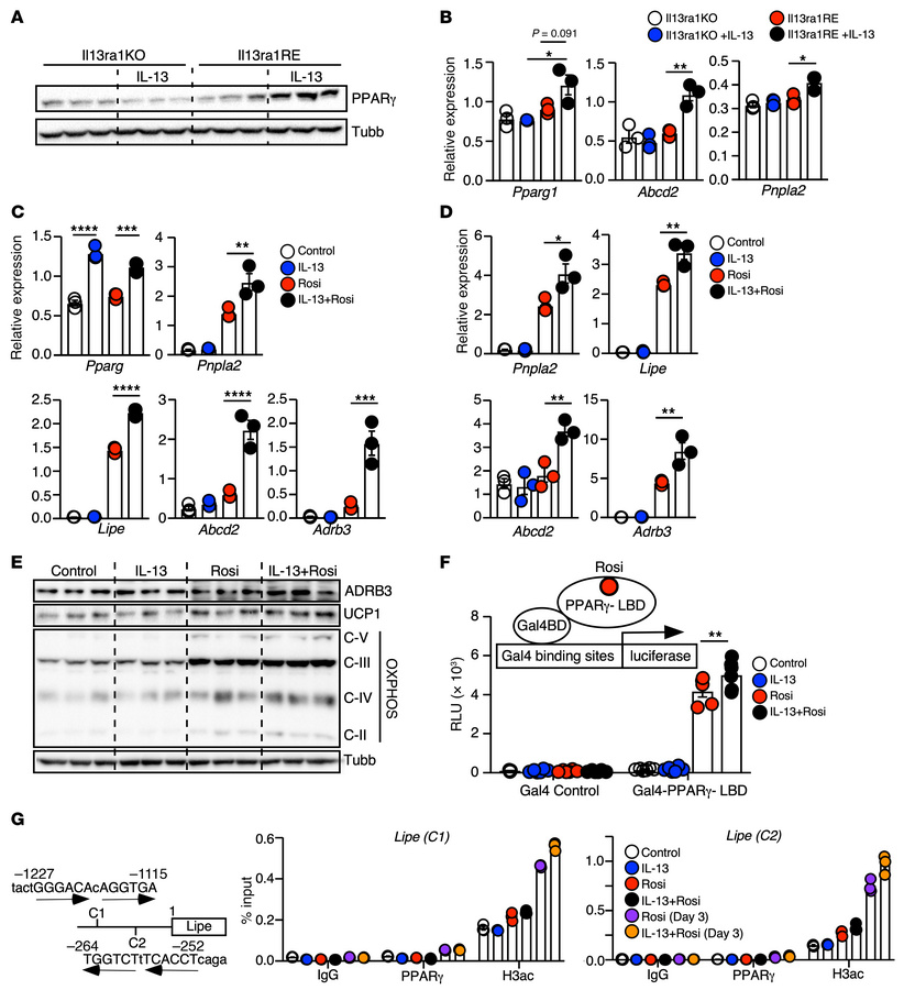 IL-13 potentiates PPARγ-mediated beige adipogenesis.
(A) Immunoblot of P...